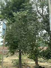 Holoptelea integrifolia