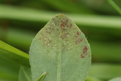 Peronospora tetragonolobi