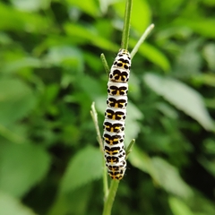 Cucullia scrophulariae