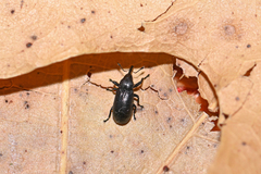 Magdalis nitida