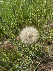 Tragopogon