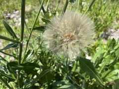 Tragopogon