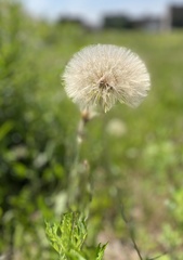 Tragopogon