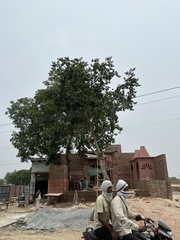 Holoptelea integrifolia