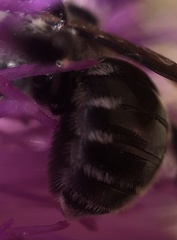 Megachilidae