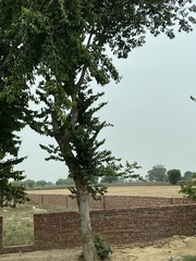 Holoptelea integrifolia