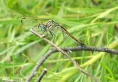 Cannaphila insularis
