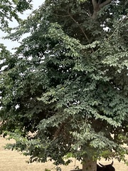 Holoptelea integrifolia