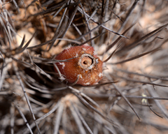 Eriosyce taltalensis