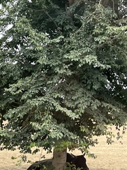 Holoptelea integrifolia