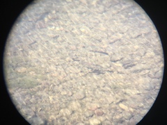 Richardsonius egregius