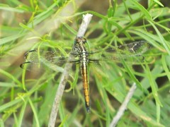 Cannaphila insularis