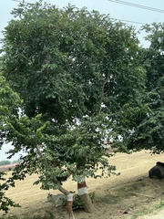 Holoptelea integrifolia