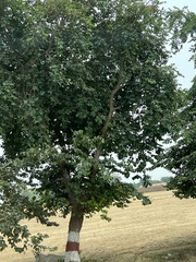 Holoptelea integrifolia