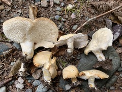Hydnum albidum