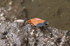 Lycus arizonensis