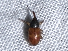 Notolomus bicolor
