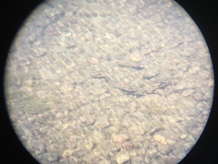 Richardsonius egregius