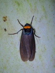 Macrobrochis staudingeri