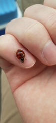 Harmonia axyridis
