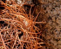 Eriosyce taltalensis