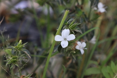 Barleria elegans orientalis