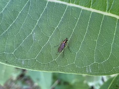 Dolichopodidae