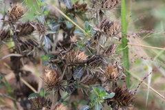 Barleria elegans orientalis