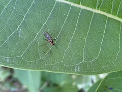 Dolichopodidae