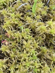 Sphagnum pulchrum