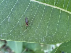 Dolichopodidae