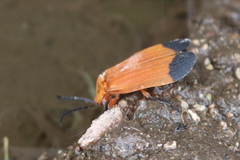 Lycus arizonensis