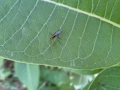Dolichopodidae