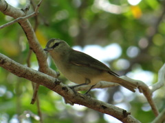 Vireo magister
