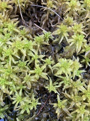 Sphagnum pulchrum
