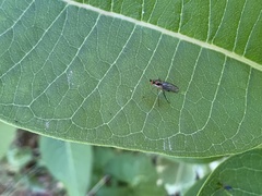 Dolichopodidae