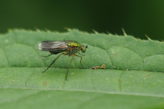 Poecilobothrus nobilitatus