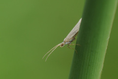 Ypsolophidae