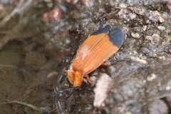 Lycus arizonensis