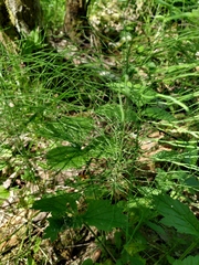 Equisetum pratense image