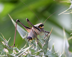 Eupholidoptera smyrnensis