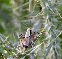 Eupholidoptera smyrnensis
