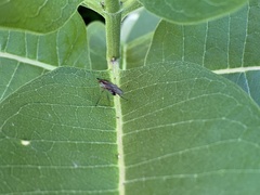 Dolichopodidae