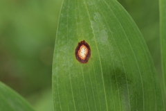 Phyllosticta convallariae