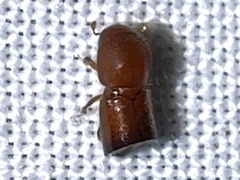 Xylosandrus amputatus