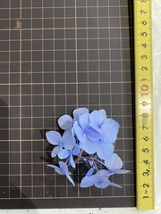 Hydrangea macrophylla