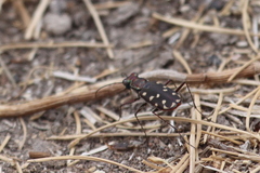 Cicindela sedecimpunctata