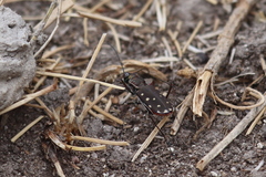 Cicindela sedecimpunctata