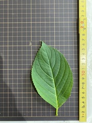 Hydrangea macrophylla