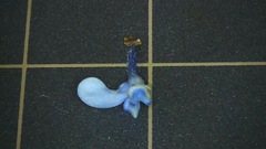 Hydrangea macrophylla